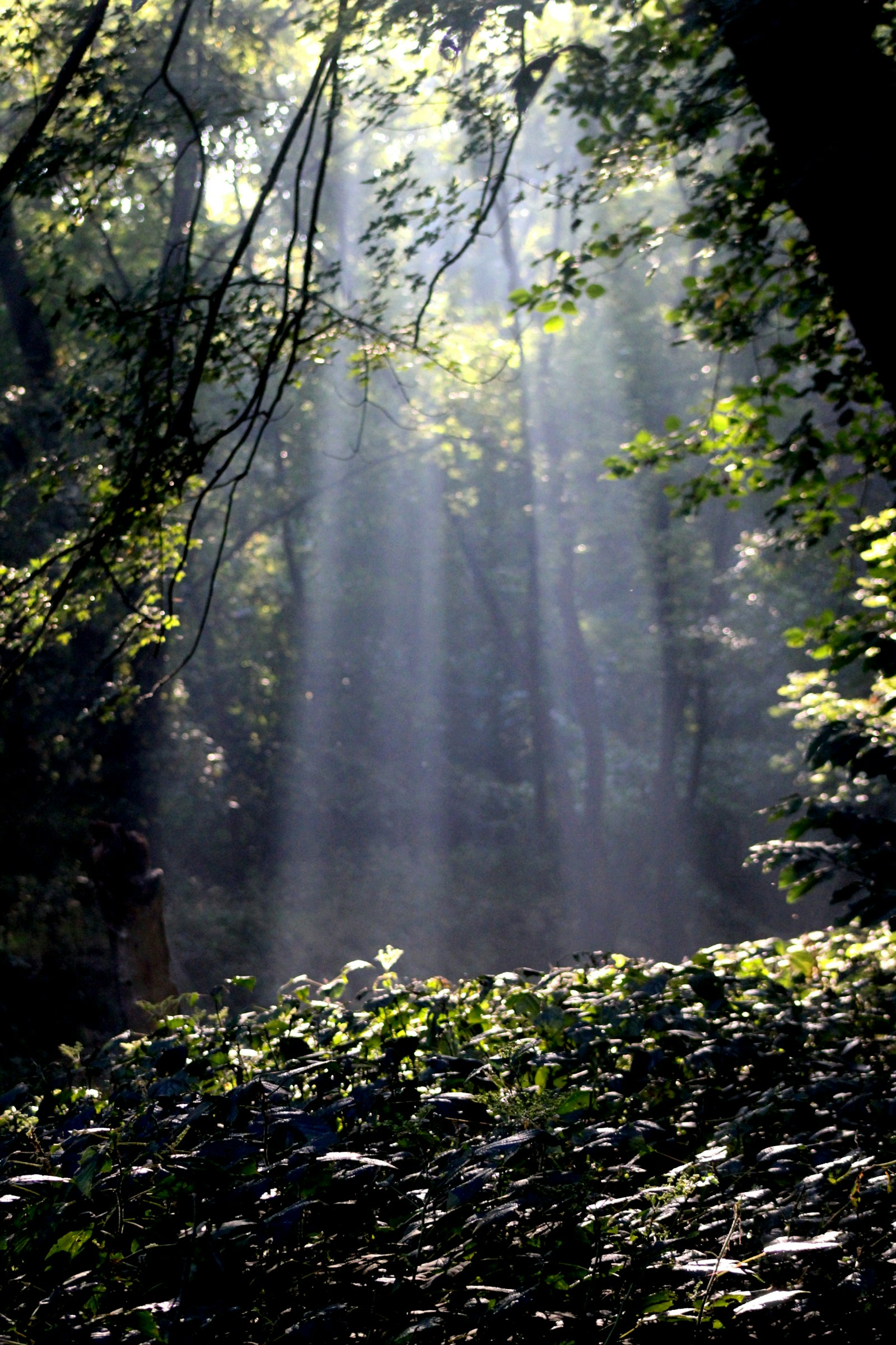 Cognitive Behavioral Therapy