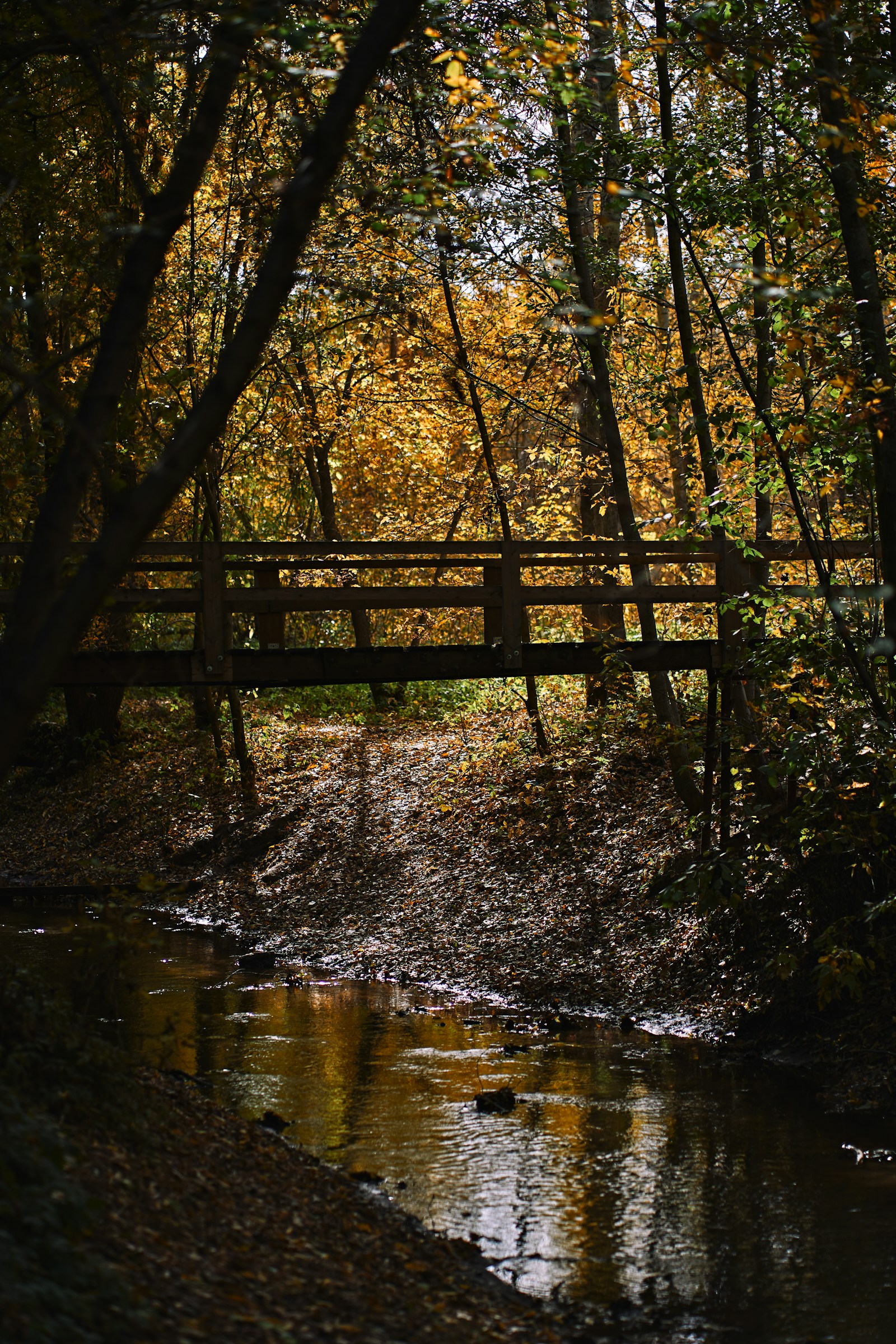 Interpersonal Therapy