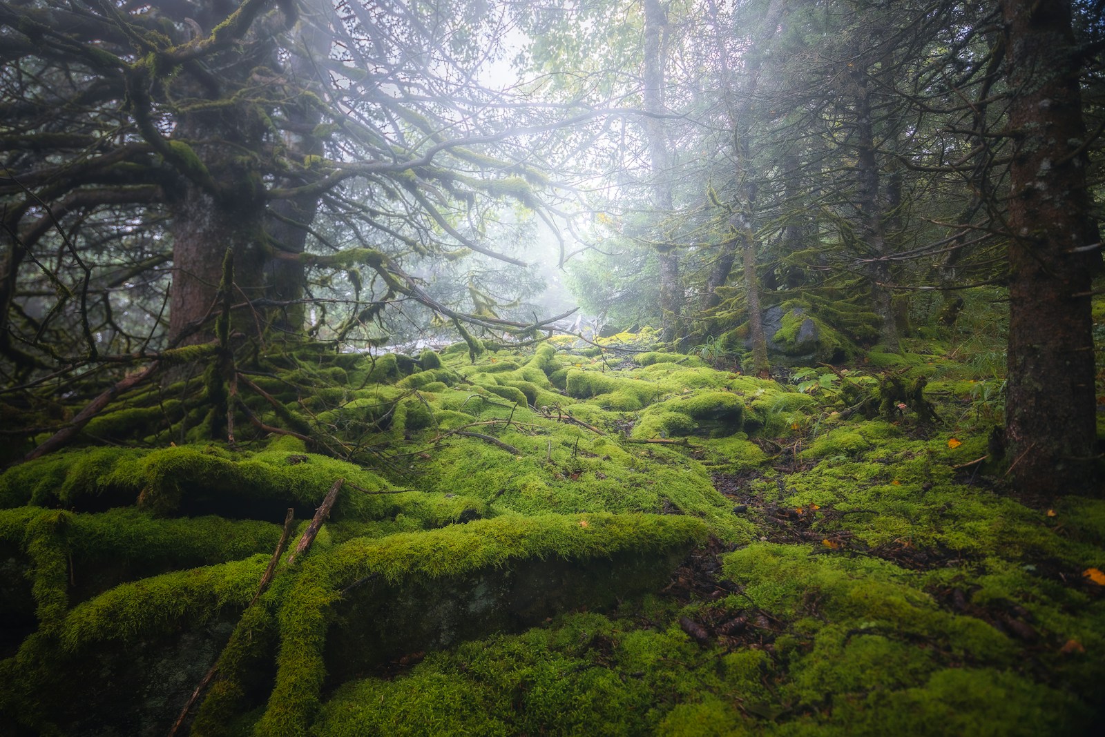 Psychodynamic Therapy